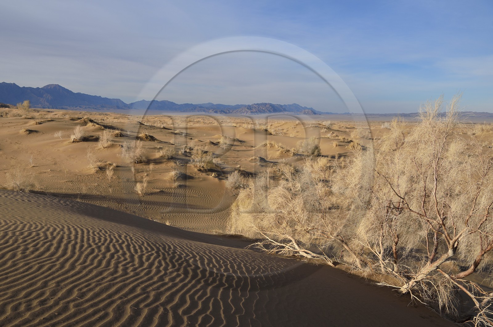 Iran, Province d'Ispahan, désert du Dasht-e Kavir, Mesr dans la région de Khur et Biabanak, dunes de sable et Tamarix aphylla capteur de sel au pied de la chaine de montagne de Dareh bidan