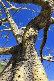 Principality of Monaco, Monaco, La Condamine district, the Exotic Garden with a huge variety of Succulent plant species, Ceiba insignis