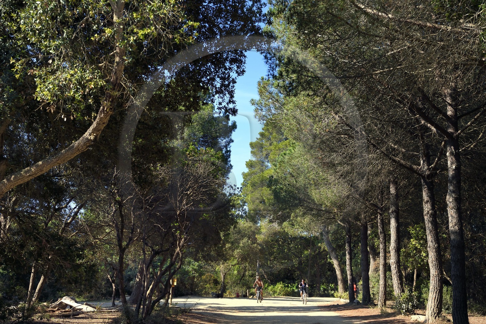 France, Var (83), Iles d'Hyères, parc national de Port Cros, Ile de Porquerolles, famille à bicyclette sur le chemin cotier