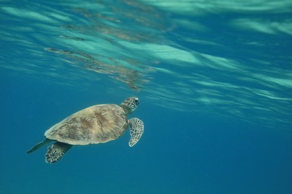 France, Ile de Mayotte, Grande-Terre, Kani-Keli, plage de N’Gouja, tortue (de mer) verte (Chelonia mydas)