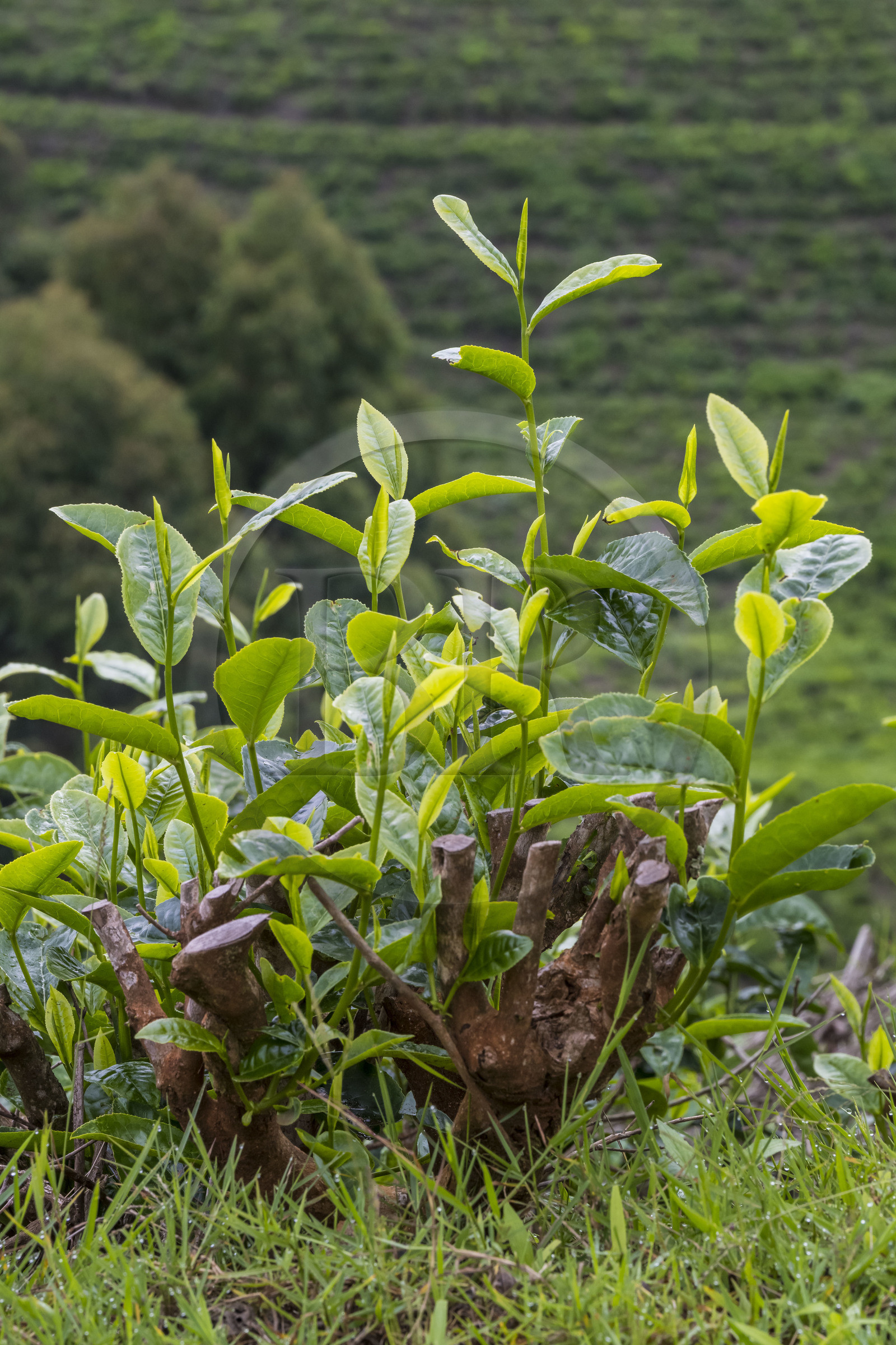 Rwanda, Province de l’Ouest, Gisuma, plantation de thé, l'arbuste du théier est régulièrement taillé, feuilles de thé