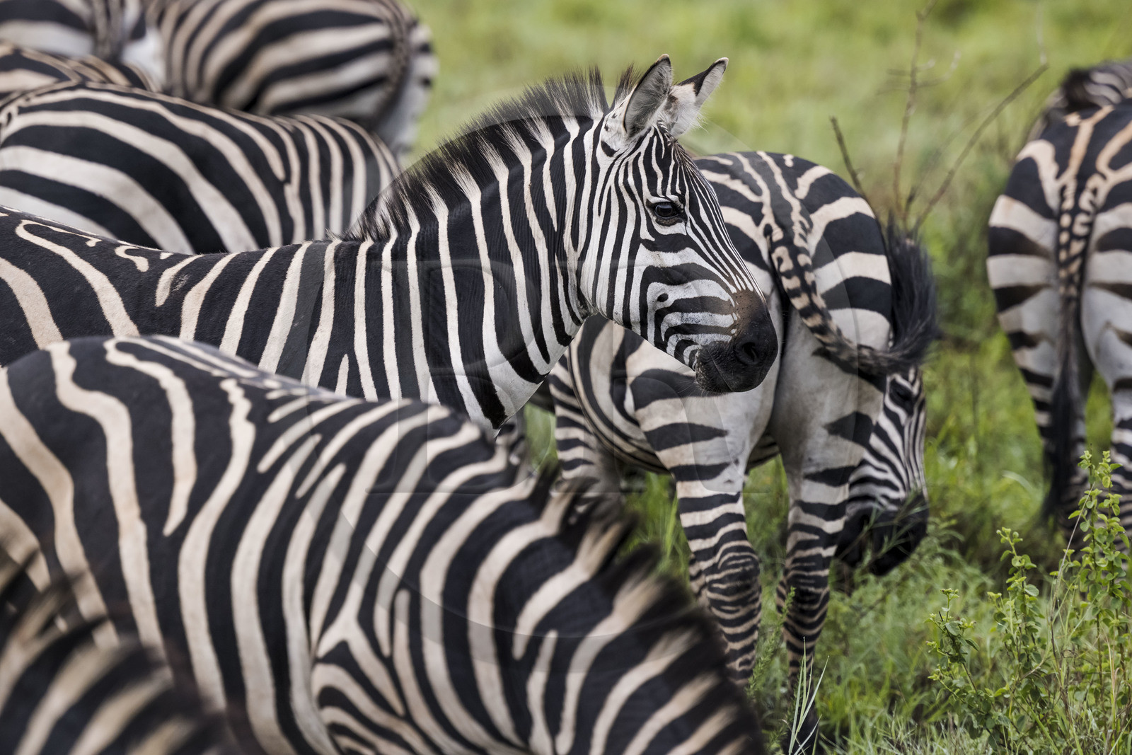 Rwanda, Parc national de l'Akagera, zèbre des plaines (Equus quagga)