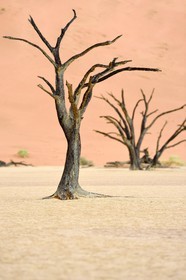 Namibie, région d'Hardap, désert du Namib, parc national du Namib-Naukluft, Erg du Namib classé Patrimoine Mondial de l'UNESCO, dunes de Sossusvlei, Dead Vlei, arbres morts de Camelthorn Acacia (Acacia erioloba)