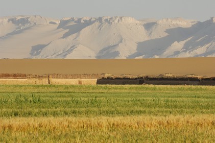 Egypte, désert libyque, oasis de Dakhla, travaux des champs