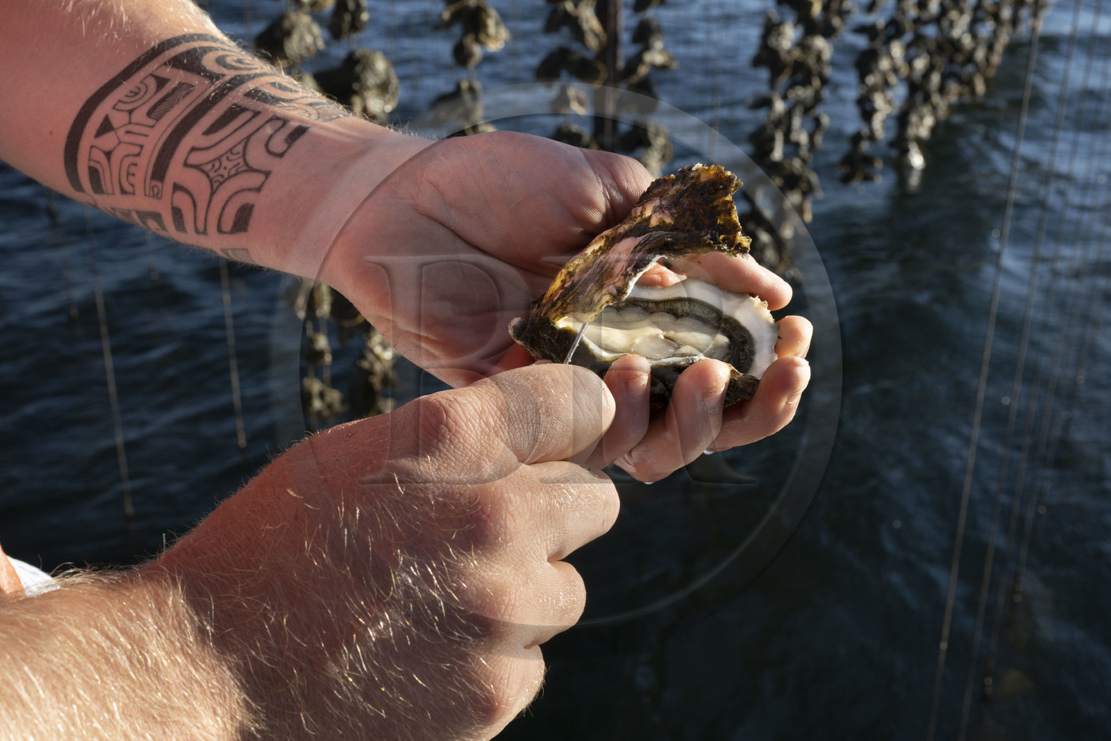 France, Herault, Etang de Thau, Meze, shellfish producers Quentin and Emmeline