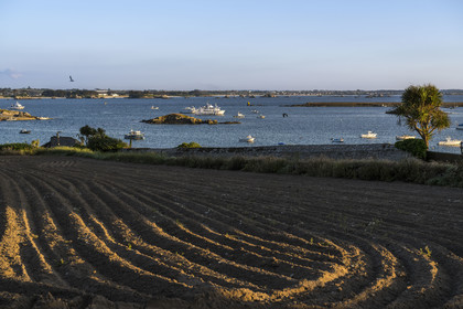 France, Finistère (29), Iles du Ponant, Ile de Batz, champ en bordure de la grève de  Porz-Kernok