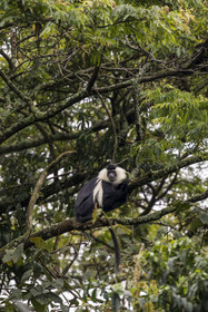 Rwanda, Province de l’Ouest, Gisakura, Parc national de Nyungwe, Colobe de Ruwenzori (Colobus angolensis ruwenzorii) pendant un safari à pied dans la forêt tropicale humide naturelle