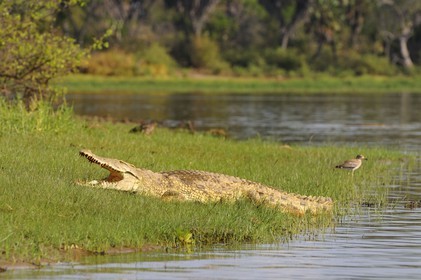 Tanzania, Selous Game Reserve is one of the largest fauna reserves of the world and designated a UNESCO World Heritage Site in 1982, Nile crocodile (Crocodylus niloticus) on the lake Nzerakera from the Rufiji river