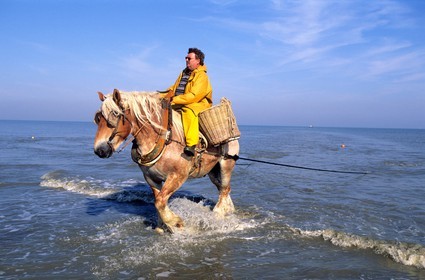 Belgium, West Flanders, Rolland is one of the last shrimp fishermen on horses on the beach of Oostduinkerke-Bad