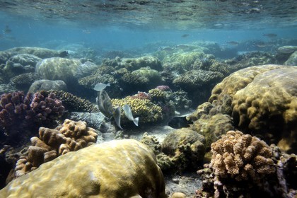 France, Ile de la Reunion, Côte Ouest, Saint-Gilles-Les-Bains (commune de Saint-Paul), le récif corallien du lagon de l'Ermitage (vue sous-marine)