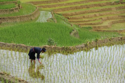 Vietnam, Lao Cai province, North-West Sapa district, woman from the Blue Hmong minority group in the ricefield