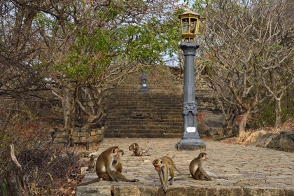 Sri Lanka, province centrale, district de Matale, Dambulla, Temple du Rocher Royal aussi appelé Ran Giri (Rocher doré), macaques à toque (Macaca sinica)