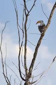 Zimbabwe, Matabeleland North Province, Hwange National Park, Calao leucomèle (Tockus leucomelas)