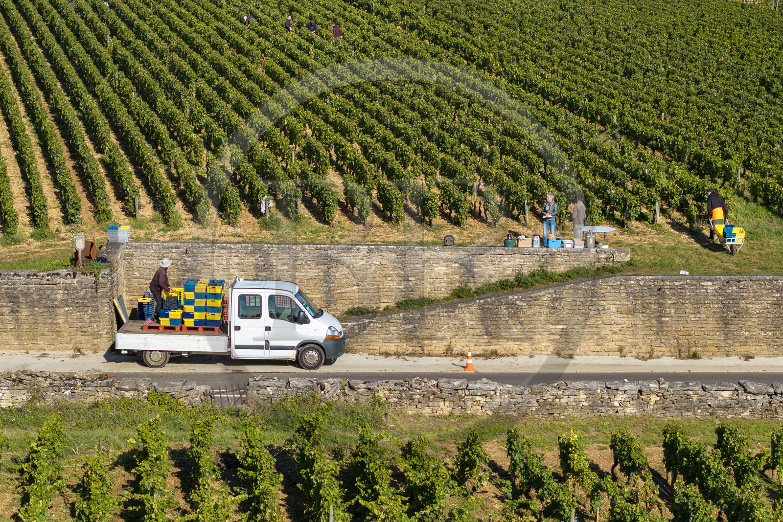 France, Côte-d'Or (21), les climats de Bourgogne classés Patrimoine Mondial de l'UNESCO, Route des Grands Crus, vignoble de la Côte de Beaune, Volnay, vendanges dans la parcelle de Taille-Pieds appartenant aux Hospices de Beaune qui servent à produire un Volnay 1er Cru cuvée Blondeau et cuvée Muteau à partir du cépage Pinot noir (vue aérienne)