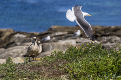 France, Finistère, Abers Country (Pays des Abers), Ile Vierge (Virgin Island) in the Lilia archipelago, many gulls populate the island during the nesting period