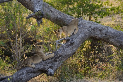 Tanzanie, Reserve de gibier de Selous une des plus grandes zones protégées au monde et inscrite sur la liste du patrimoine mondial de l’Unesco depuis 1982, lionceaux