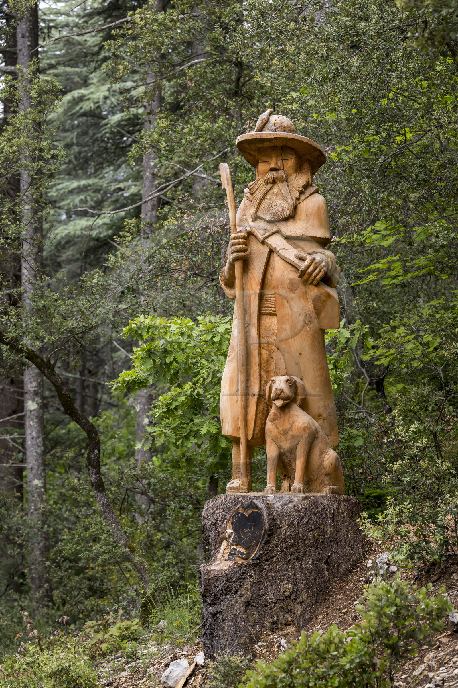 France, Vaucluse (84), Parc Naturel Régional du Mont Ventoux, Bedoin, ascension à vélo du Mont Ventoux par la route D974 sur le versant sud, sculpture dans un tronc de cedre du Berger et son Chien (2023) par le sculpteur Jacques Marcy