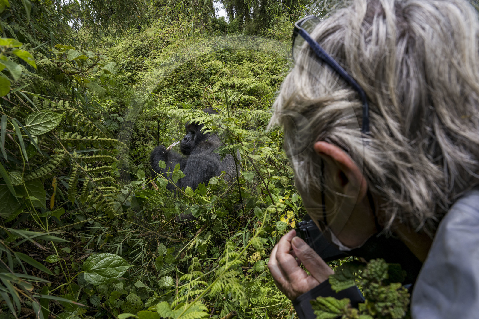Rwanda, Province du Nord, Parc National des Volcans dans la chaine des Monts Virunga, mont Karisimbi, touriste observant des gorilles des montagnes  (Gorilla beringei beringei) du groupe Susa Rwanda, Province du Nord, Parc National des Volcans dans la chaine des Monts Virunga, mont Karisimbi, touriste observant des gorilles des montagnes  (Gorilla beringei beringei) du groupe Susa