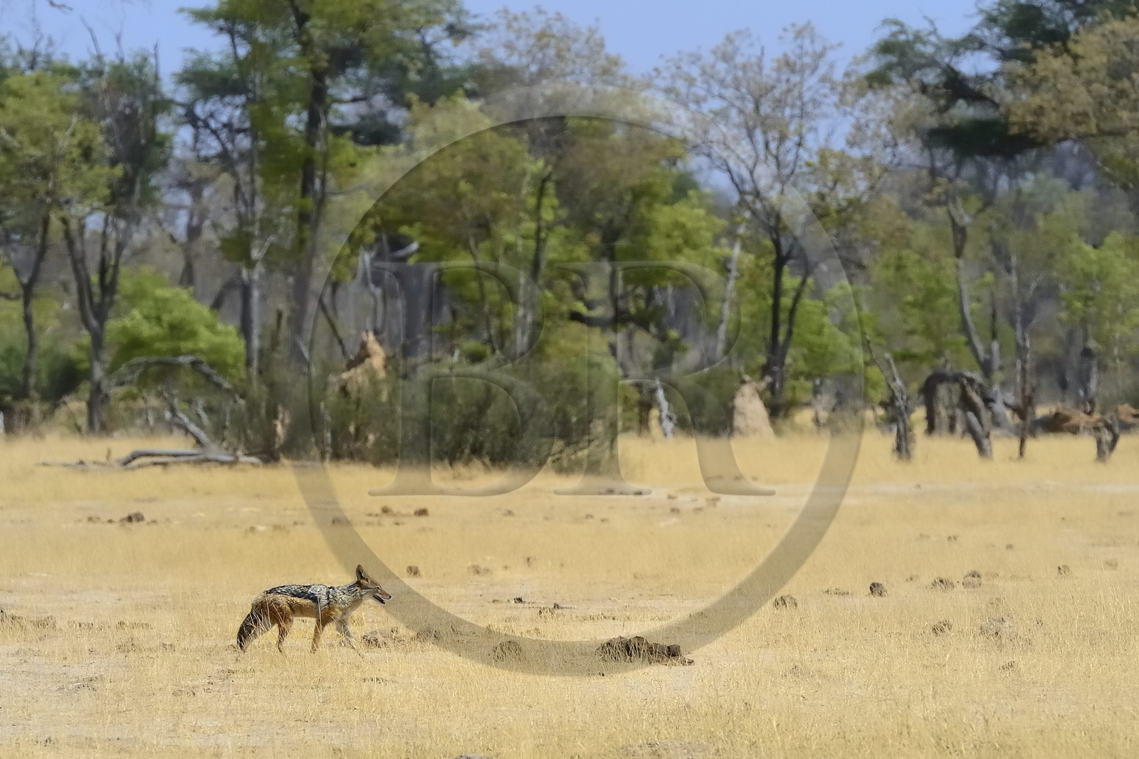 Zimbabwe, Matabeleland North Province, Hwange National Park, Black-backed Jackal (Canis mesomelas)