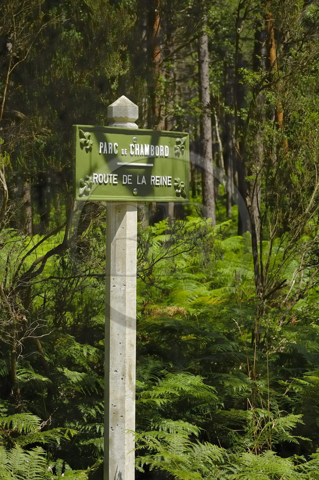 France, Loire et Cher, domaine du château de Chambord