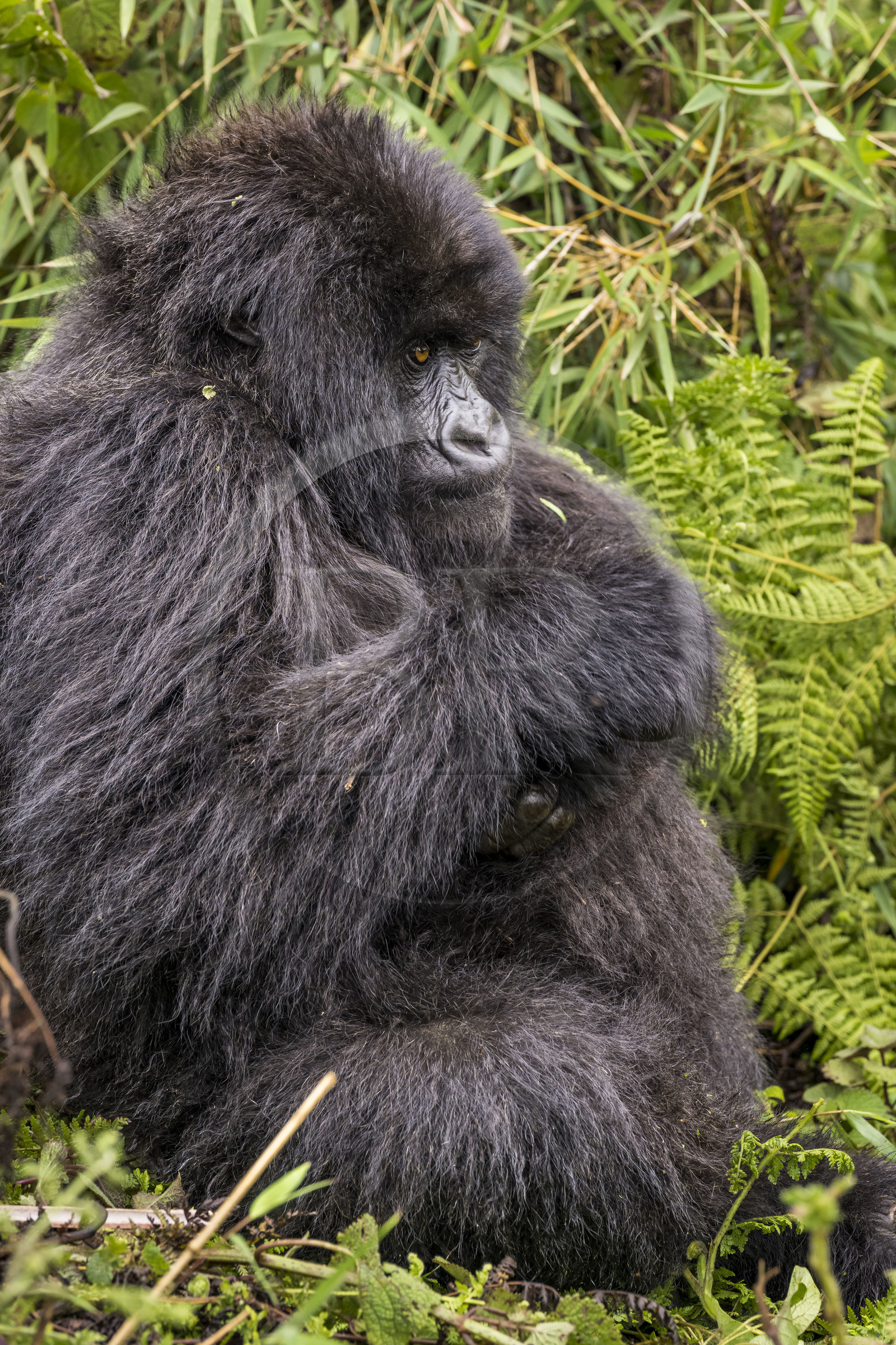 Rwanda, Province du Nord, Parc National des Volcans dans la chaine des Monts Virunga, mont Karisimbi, gorille des montagnes (Gorilla beringei beringei) du groupe Susa