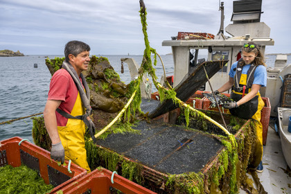 France, Finistère (29), Pays des Abers, estuaire de l'Aber Wrac'h, France haliotis élève des ormeaux en pleine mer et les nourrit exclusivement avec des algues récoltées localement à la main ici par Xavier Lesage et Gaël Douzet