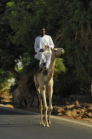 Egypt, Upper Egypt, Nubia, Nile Valley, Aswan, west bank, Nubian campaign, a young boy riding his dromedary