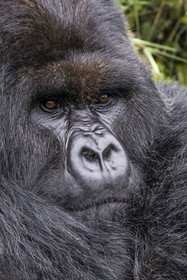 Rwanda, Province du Nord, Parc National des Volcans dans la chaine des Monts Virunga, mont Karisimbi, gorille des montagnes (Gorilla beringei beringei), dos argenté (silverback) nommé Impuzamahanga qui est le male dominant du groupe Susa