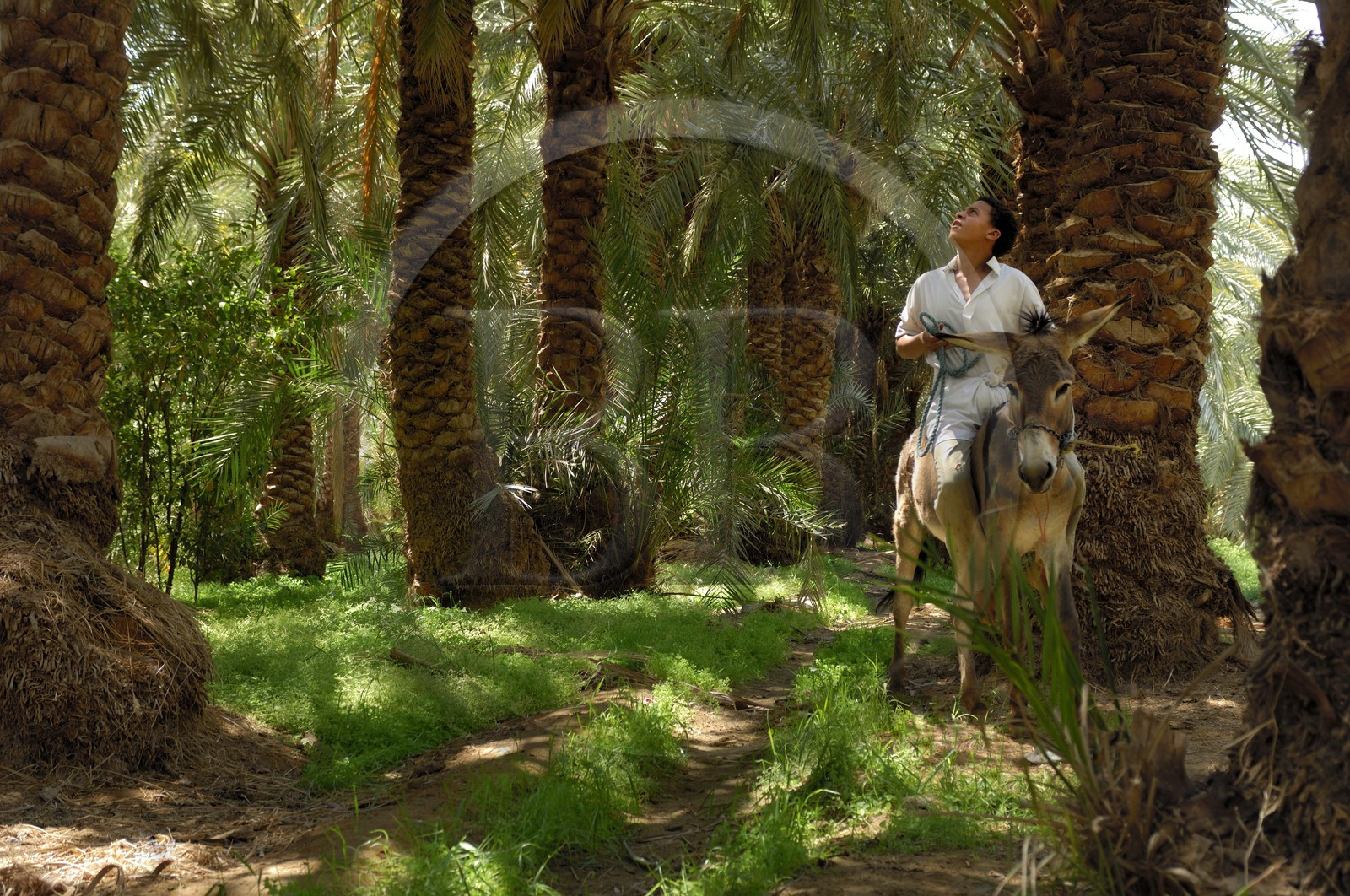 Egypte, Basse-Egypte, désert libyque, oasis de Bahariya (Bahareyya), la palmeraie, paysan sur son ane vérifiant l' état de ses palmiers dattiers Egypte, Basse-Egypte, désert libyque, oasis de Bahariya (Bahareyya), la palmeraie, paysan sur son ane vérifiant l' état de ses palmiers dattiers