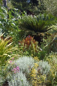 France, Var (83), Hyères, le Castel Sainte-Claire dont les jardins sont labellisés Jardins Remarquables de France, santoline en jaune, valériane en violet, Canna indica au centre et Cycas revoluta en arrière plan