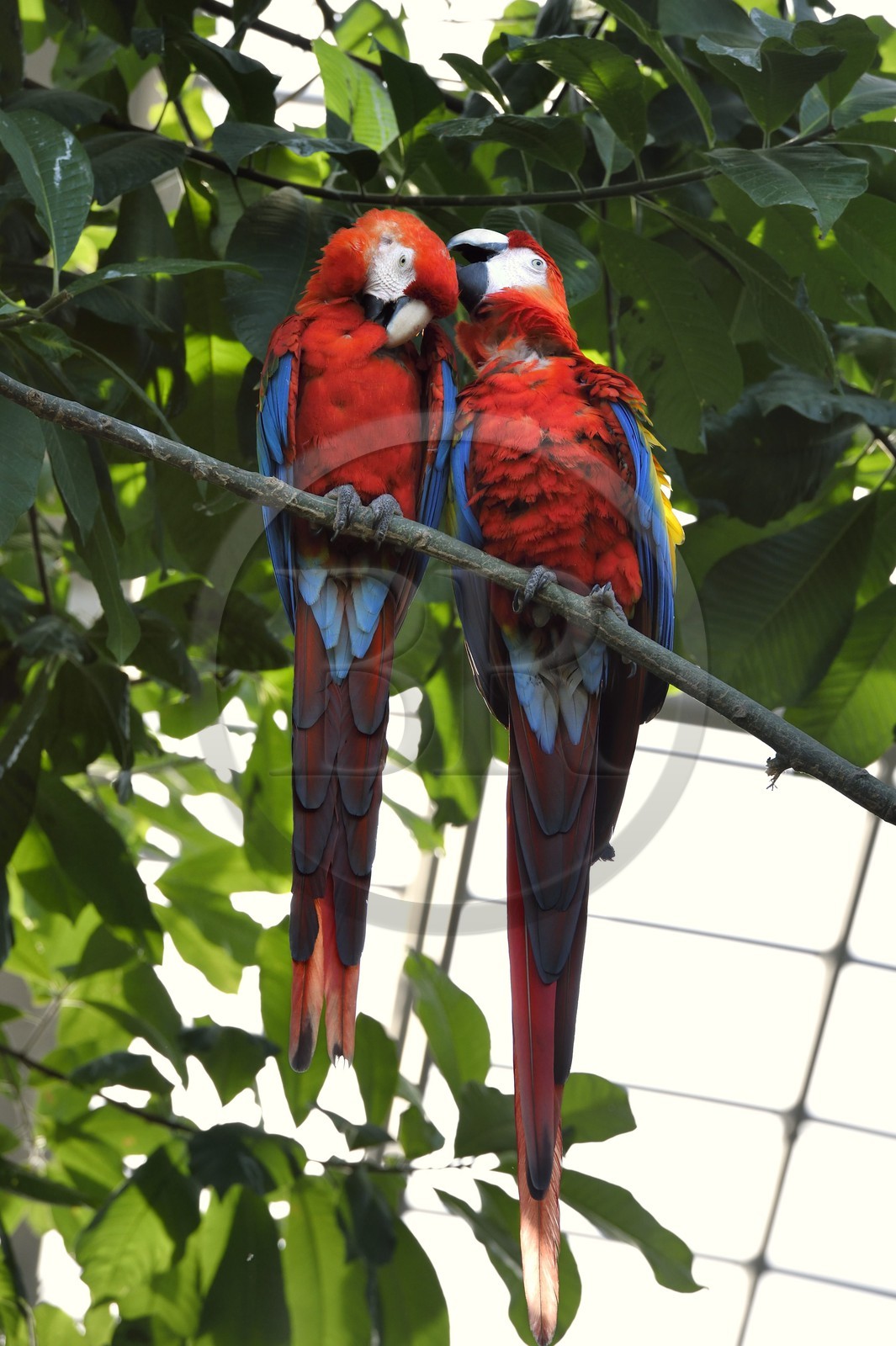 France, Paris (75), Le Parc zoologique de Paris (Zoo de Vincennes), Ara rouge (Ara macao) dans la biozone Guyane sous la Grande Serre