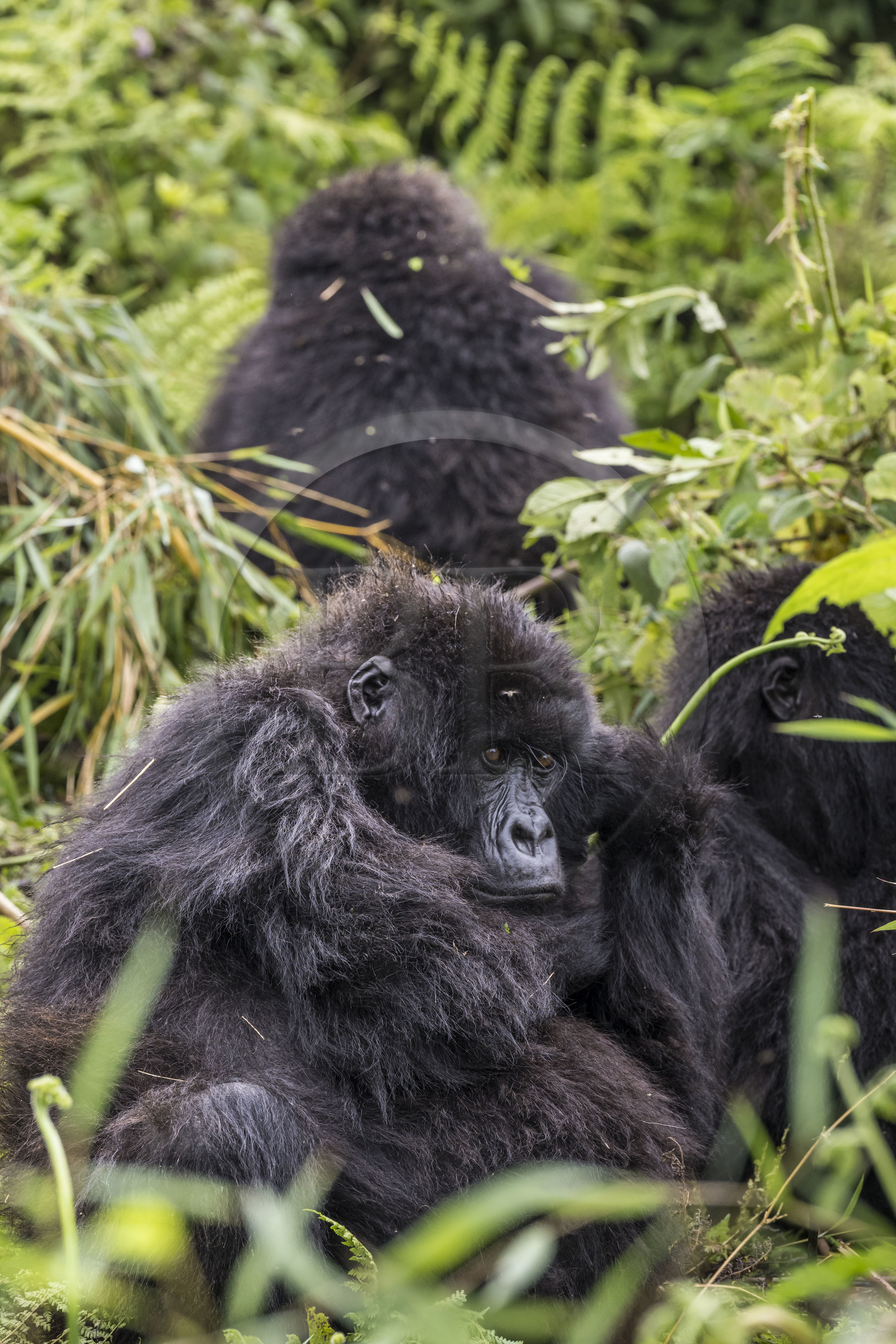 Rwanda, Province du Nord, Parc National des Volcans dans la chaine des Monts Virunga, mont Karisimbi, gorilles des montagnes (Gorilla beringei beringei) du groupe Susa