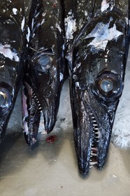 Portugal, Madeira Island, Funchal, the covered market Mercado dos Lavradores, black scabbardfish (Aphanopus carbo)