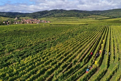 France, Haut-Rhin (68), Route des vins d'Alsace, Ribeauvill