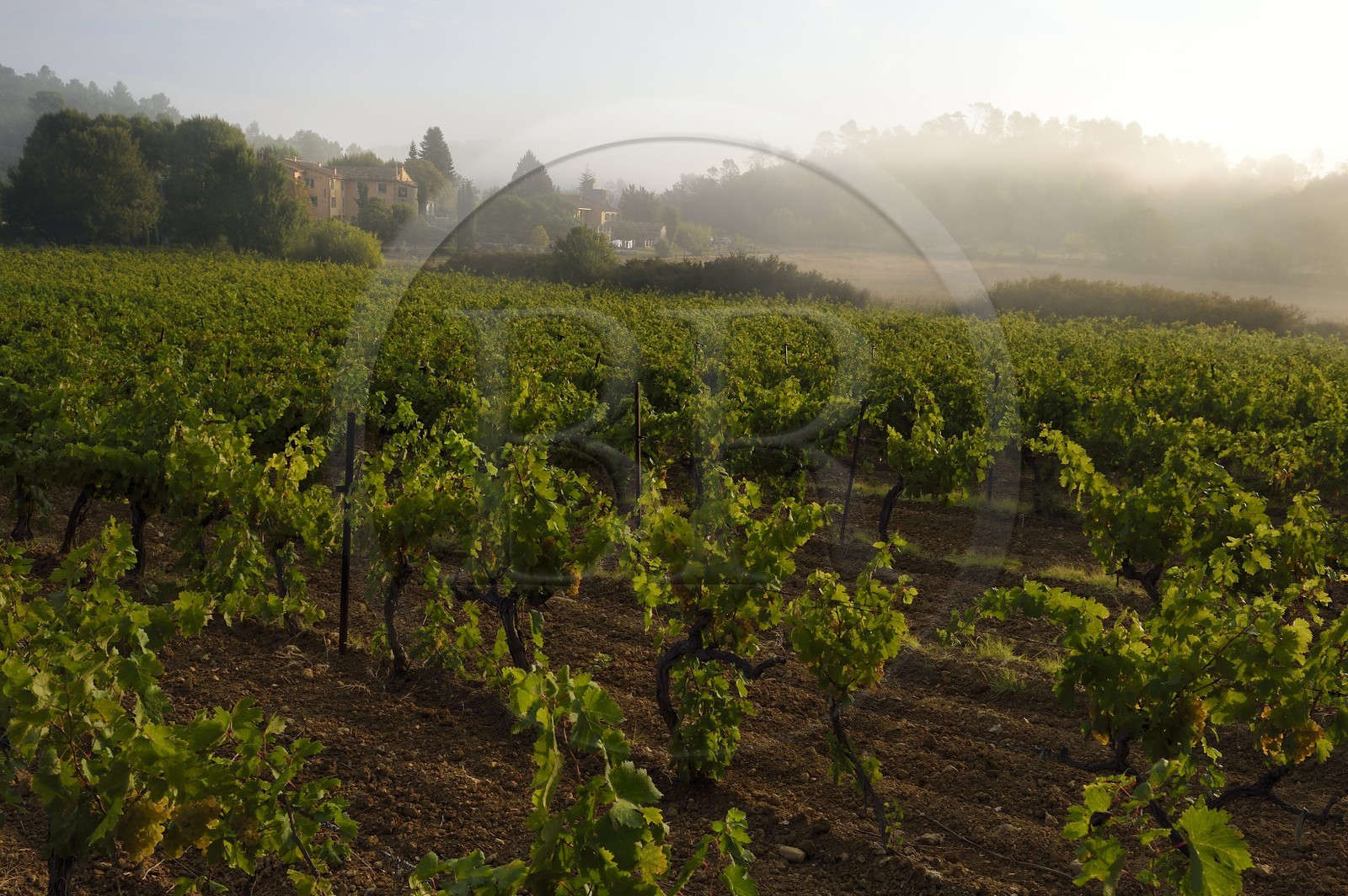 France, Var (83), Provence Verte, Bras, vers Saint-Maximin-la-Sainte-Baume, la maison d'hotes Le Peyrourier - une campagne en Provence France, Var (83), Provence Verte, Bras, vers Saint-Maximin-la-Sainte-Baume, la maison d'hotes Le Peyrourier - une campagne en Provence