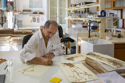 France, Alpes-Maritimes (06), Antibes, Le Jardin Botanique de la Villa Thuret (rattachée à l'INRAE), labellisé Jardin Remarquable et Arbre Remarquable, un des laboratoires de recherche dans la villa, Bernard Elsair travaille sur l'herbier Thuret