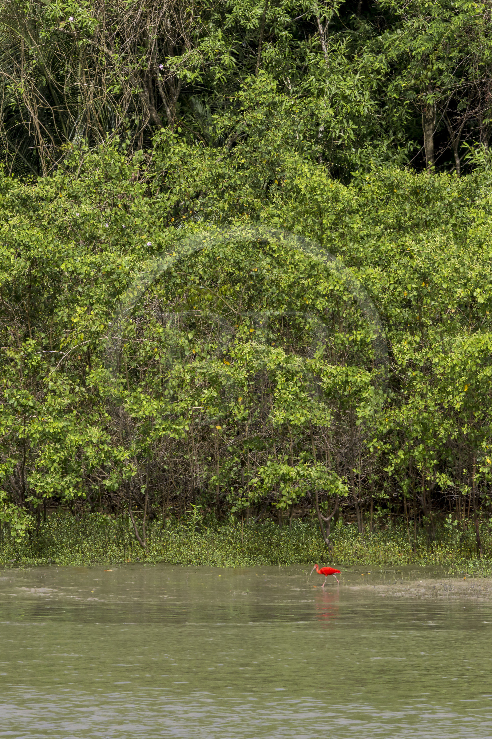 France, Guyane, Kourou, Ibis rouge (Eudocimus ruber) à l'embouchure du fleuve Kourou