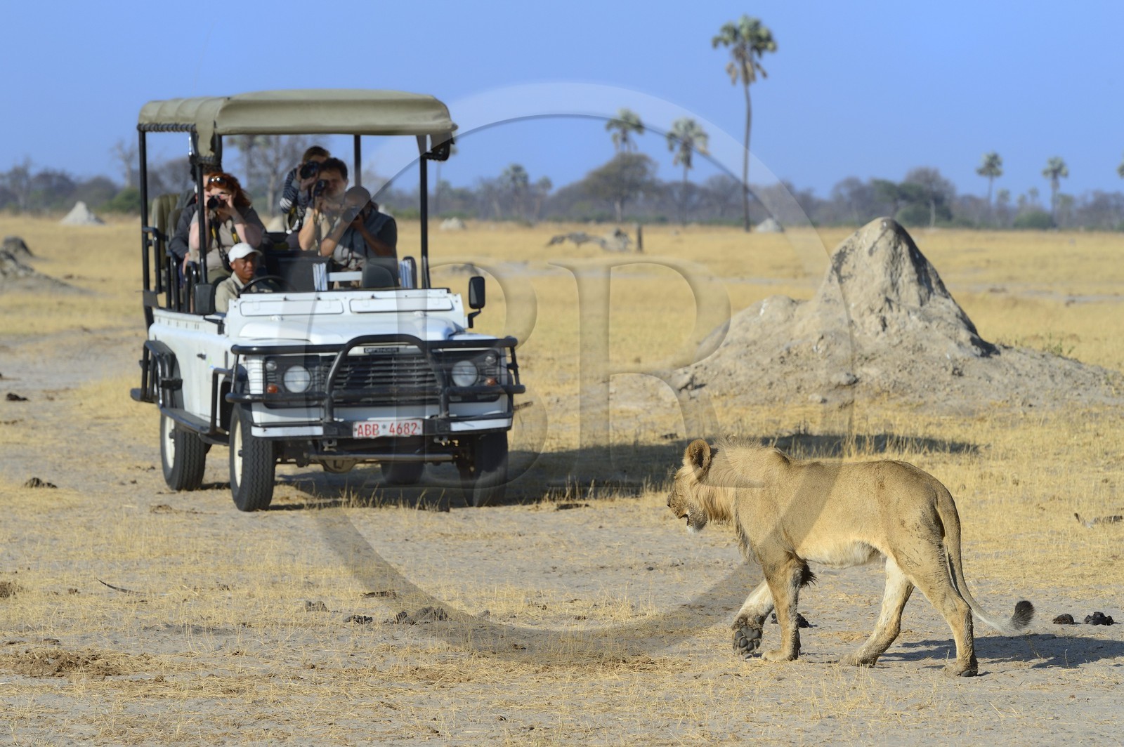 Zimbabwe, province de Matabeleland septentrional, parc national Hwange, touristes en 4x4 observant un lion (Panthera leo)