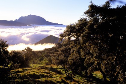 France, Reunion island (French overseas department), slopes of the Fournaise near the nez de boeuf and the Piton des Neiges, listed as World Heritage by UNESCO