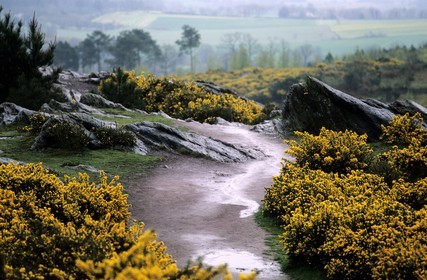 France, Ille et Vilaine, Broceliande forest, the Val sans retour