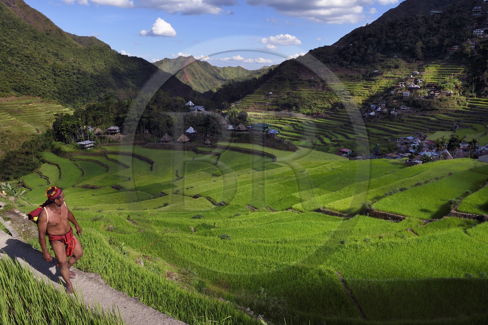 Philippines, Ifugao province, Banaue rice terraces around the village of Batad, listed as World Heritage by UNESCO, the guide Adolpho coated in the traditional Ifugao costume