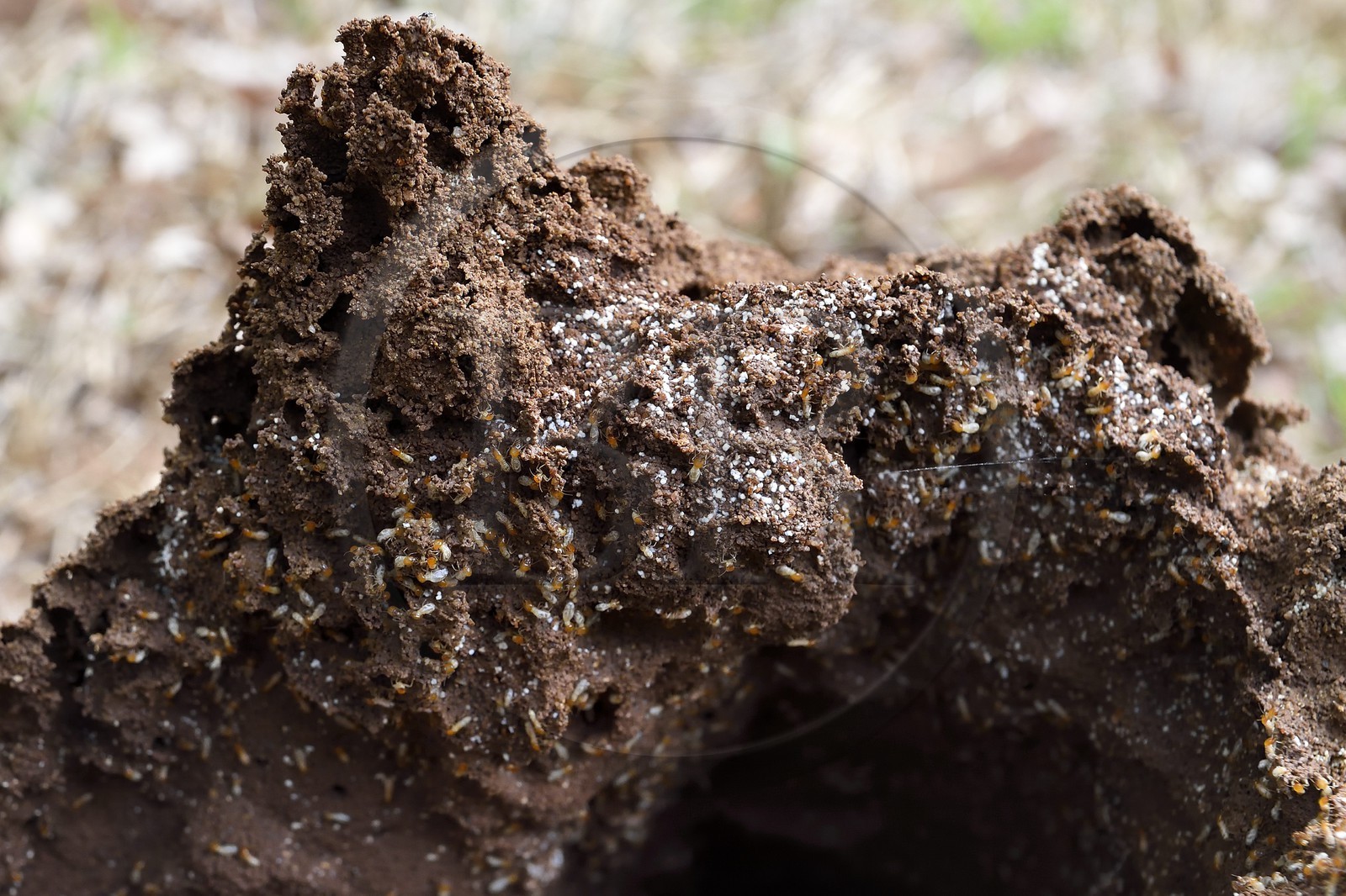Sri Lanka, province centrale, district de Matale, Sigiriya, termites et termitières
