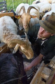 France, Alpes-Maritimes, Roya Valley (Nice hinterland), at the foot of the Mercantour National Park, Tende, Casterino in the Casterine valley, sheep hand milking in pastures by the shepherd Georges Giordano