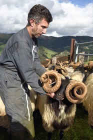 France, Pyrénées-Atlantiques (64), Pays-Basque, vallée des Aldudes, Urepel, bélier et Philippe Casiriain, éleveur de brebis manech tête noire