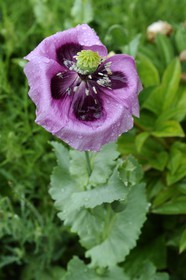 France, Eure (27), Giverny, le jardin de Claude Monet
