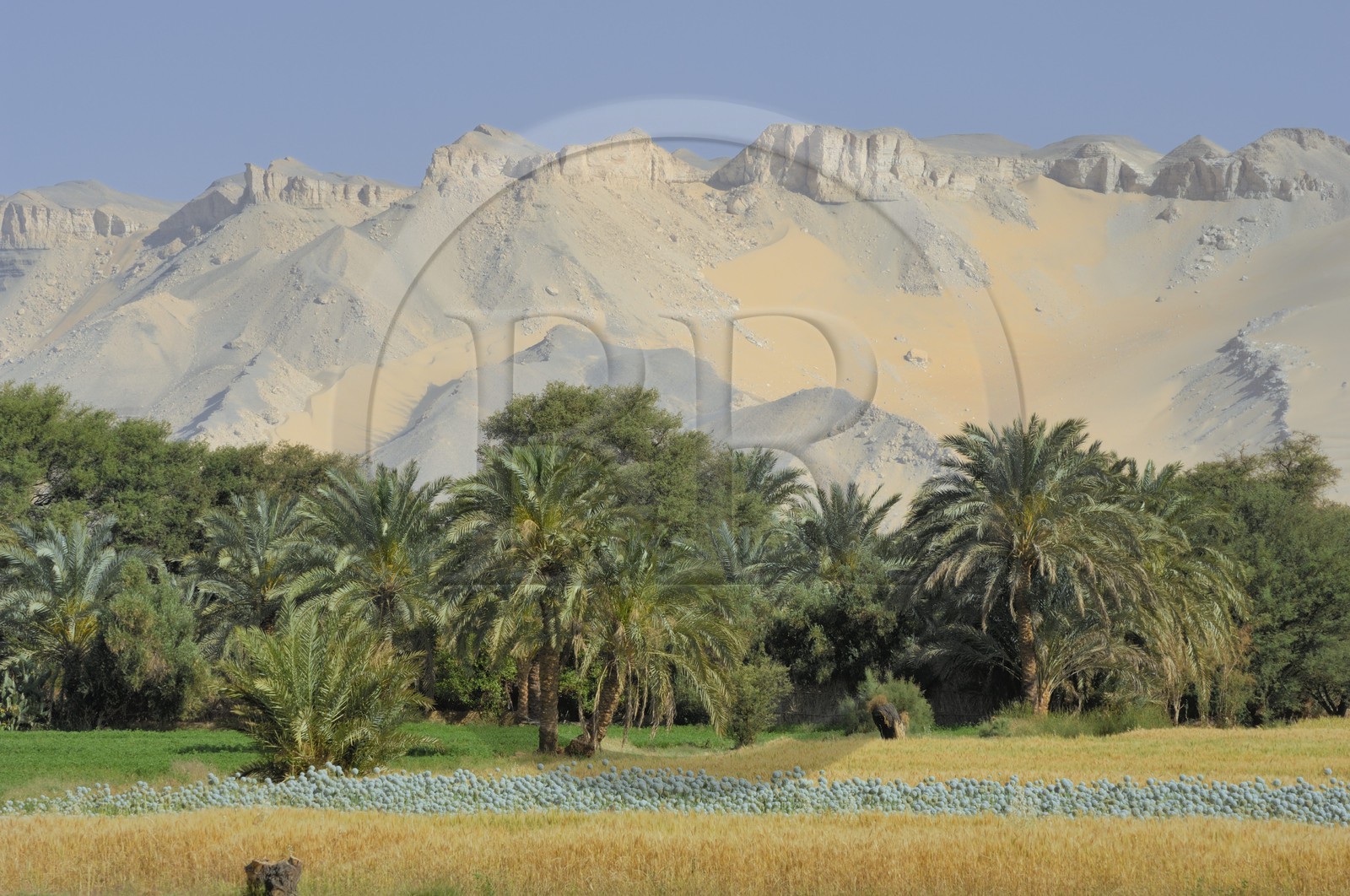 Egypte, désert libyque, oasis de Dakhla, travaux des champs Egypte, désert libyque, oasis de Dakhla, travaux des champs