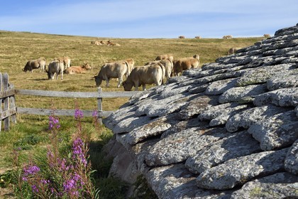 France, Cantal, Parc Naturel Régional des Volcans d'Auvergne (regional nature park of Auvergne volcanoes), Brezons valley, mountain pastures, Buron de la Combe de la Saure, a mountain restaurant in Lauze stone in a former sheepfold, slate in phonolite