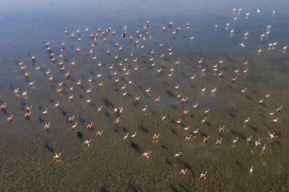France, Hérault (34), Frontignan, envol de flamants roses (Phoenicopterus roseus) dans l'Etang d'Ingril (vue aérienne)