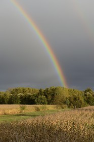 France, Bas Rhin, Colmar region, rainbow over cornfield