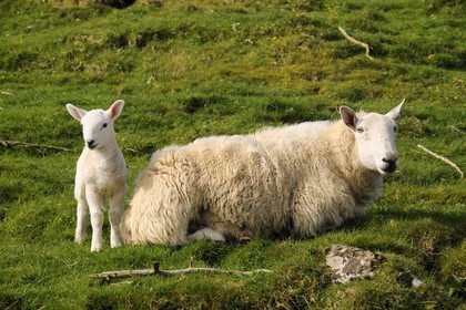Royaume-Uni, Ecosse, région des Highlands, les Hébrides, île de Skye, mouton et son agneau